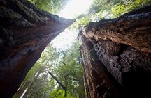 Muir Woods and Sausalito tour with Escape from the Rock cruise