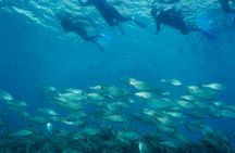 Guided snorkelling trip in Medes Islands Marine Reserve