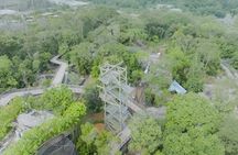 Rainforest Wild Asia