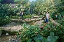 Rainforest Wild Asia