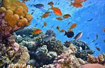 Ain Sokhna snorkeling and submarine cruise with lunch from Cairo