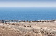 Oasis Park Fuerteventura entrance with camel experience