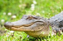 Air Boating Adventure Tour in New Orleans
