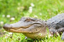 Guided Swamp and Bayou Boat Tour