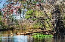 Guided Swamp and Bayou Boat Tour