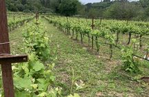 E-Bike Wine Tour in Kefalonia