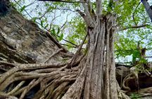 Uxmal, Cenote Peba, and Chocolate Museum tour
