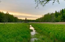 Stockholm: Sunset Hike in Tyresta National Park with Meal