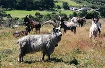 Howth safari hiking tour