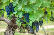 Full-day La Rioja wineries tour from Bilbao