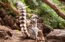 Oasis Park Fuerteventura entrance with lemur experience