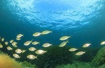 Scuba programme first-time diving experience in the Bay of Pollenca