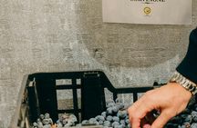 Amarone wine trail tour from Verona