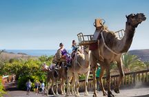Oasis Park Fuerteventura entrance with camel experience