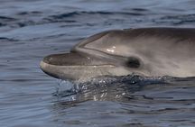 Cabo de Formentor boat trip with dolphin watching