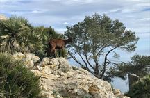 Alcúdia Peninsula hiking tour