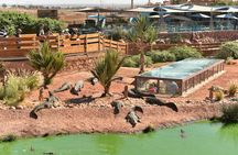 Goat Tree and Crocodile Park adventure, unique experience in Agadir