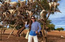 Goat Tree and Crocodile Park adventure, unique experience in Agadir