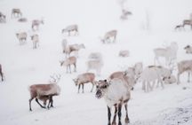 Exclusive reindeer and Sami experience