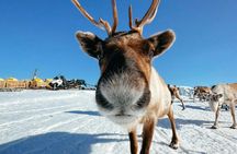 Exclusive reindeer and Sami experience