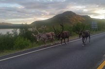 Tromsø midnight sun minibus tour with fjords, wildlife, and fishing