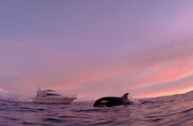 Arctic whale watching Tromsø to Skjervøy guided excursion