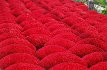 Cultural day tour to Hanoi's incense and hat villages with lunch