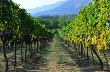 Pelješac private winery tour from Dubrovnik