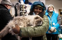 Reykjavik private walking tour for cat lovers