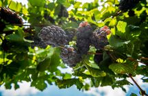 Wine tour with tasting in the Garda Hills