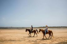 Camel, horse and carriage tour of Djerba's countryside