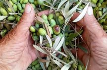 Olive Oil Experience in Lefkada