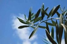 Olive Oil Experience in Lefkada