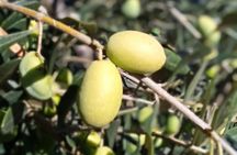 Olive Oil Experience in Lefkada