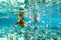 Cancun snorkelling tour with turtles, stingrays and Meco Reef