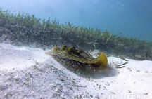 Cancun snorkelling tour with turtles, stingrays and Meco Reef
