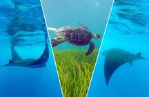 Cancun snorkelling tour with turtles, stingrays and Meco Reef