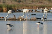 Dolphin watching and tour of 2 islands in Ria Formosa