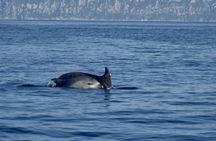 Bados to Figarolo dolphin-watching experience with a marine biologist
