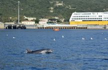 Bados to Figarolo dolphin-watching experience with a marine biologist