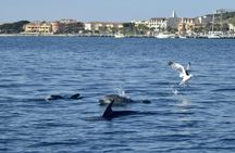Bados to Figarolo dolphin-watching experience with a marine biologist