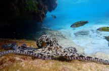 Snorkelling tour in Portugal