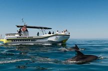 Dolphin watching and guided boat tour