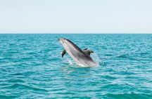 Dolphin watching and guided boat tour