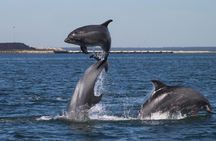 Dolphin watching and guided boat tour