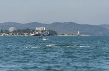 Dolphin watching and guided boat tour