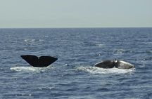Tarifa whale and dolphin watching tour