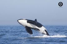 Tarifa whale and dolphin watching tour