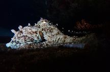 Night snorkelling tour