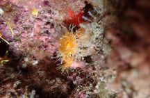 Night snorkelling tour